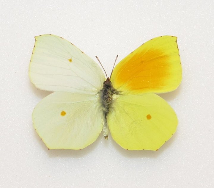 gonepteryx cleopatra bilateral